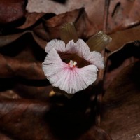 Cyphostigma pulchellum (Thwaites) Benth.